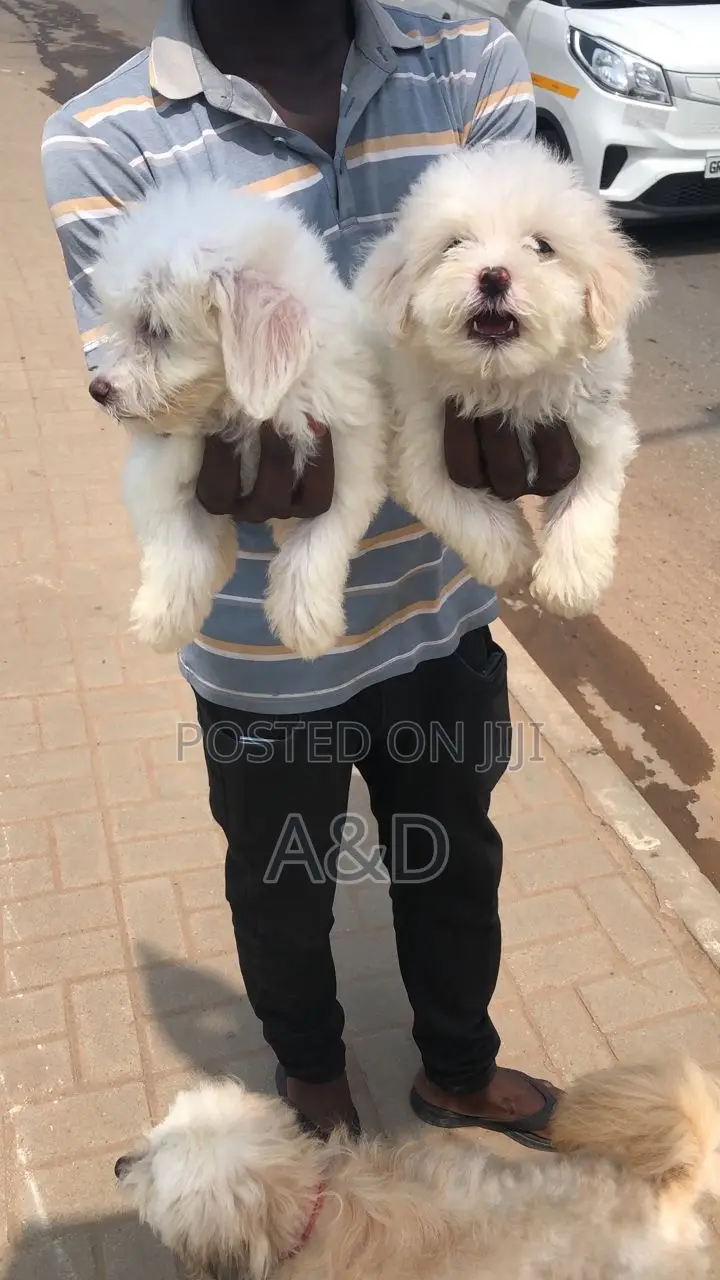 1-3 months Female Purebred Poodle
