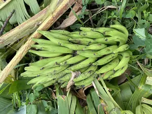Fresh Plantain Cassava
