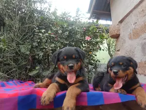 1-3 months Male Purebred Rottweiler