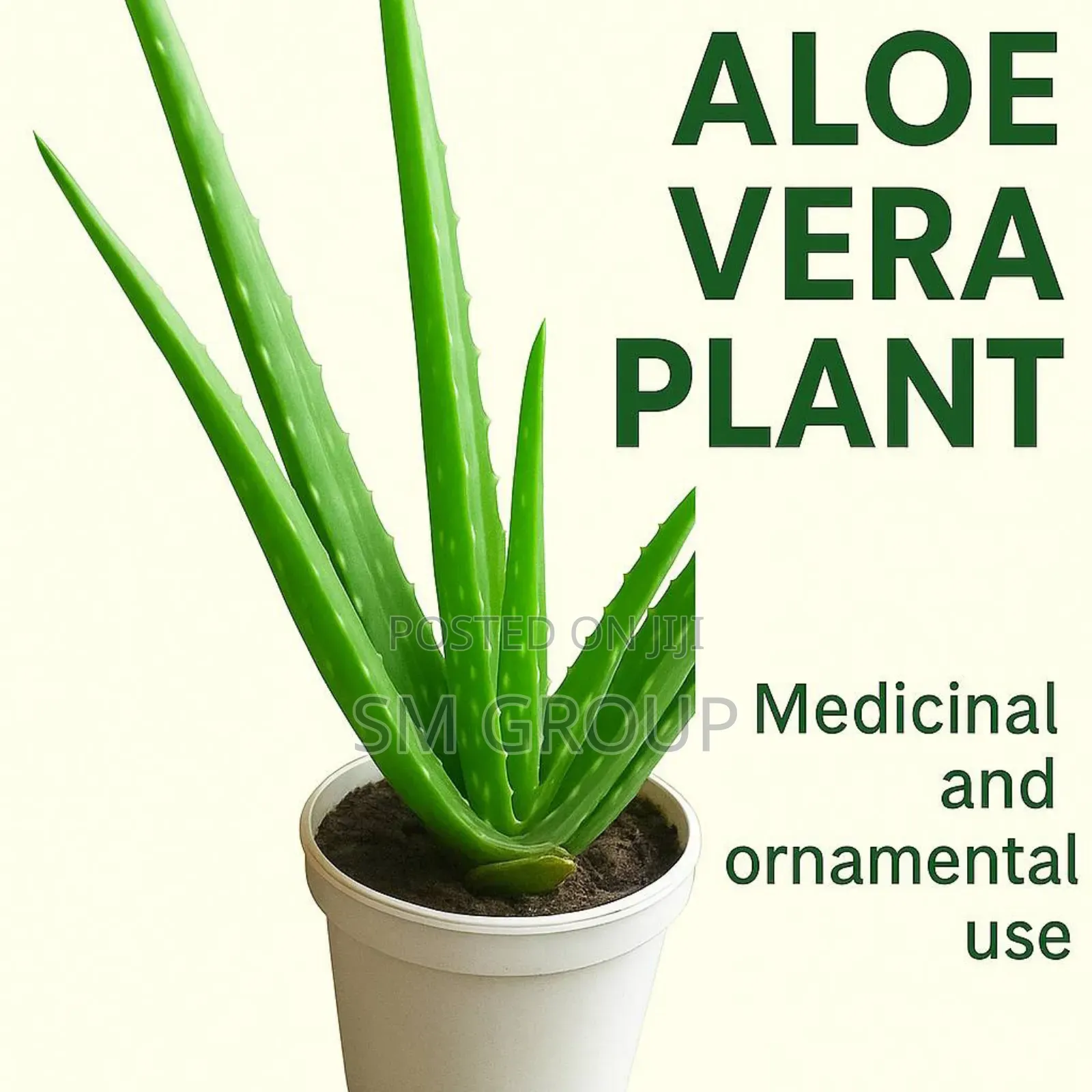 Miracle Aloe Plant