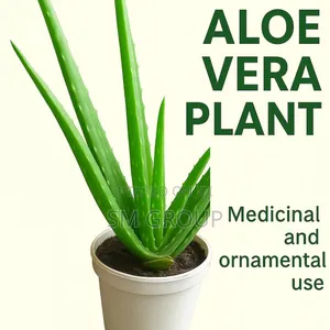 Miracle Aloe Plant