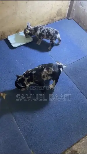 1-3 months Female Purebred French Bulldog
