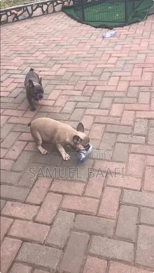 1-3 months Male Purebred French Bulldog