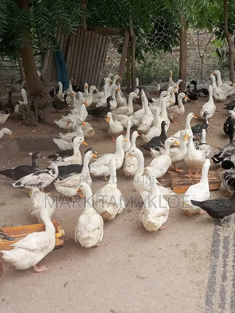 Mature Pekin/ Reoun/ Muscovy Ducks
