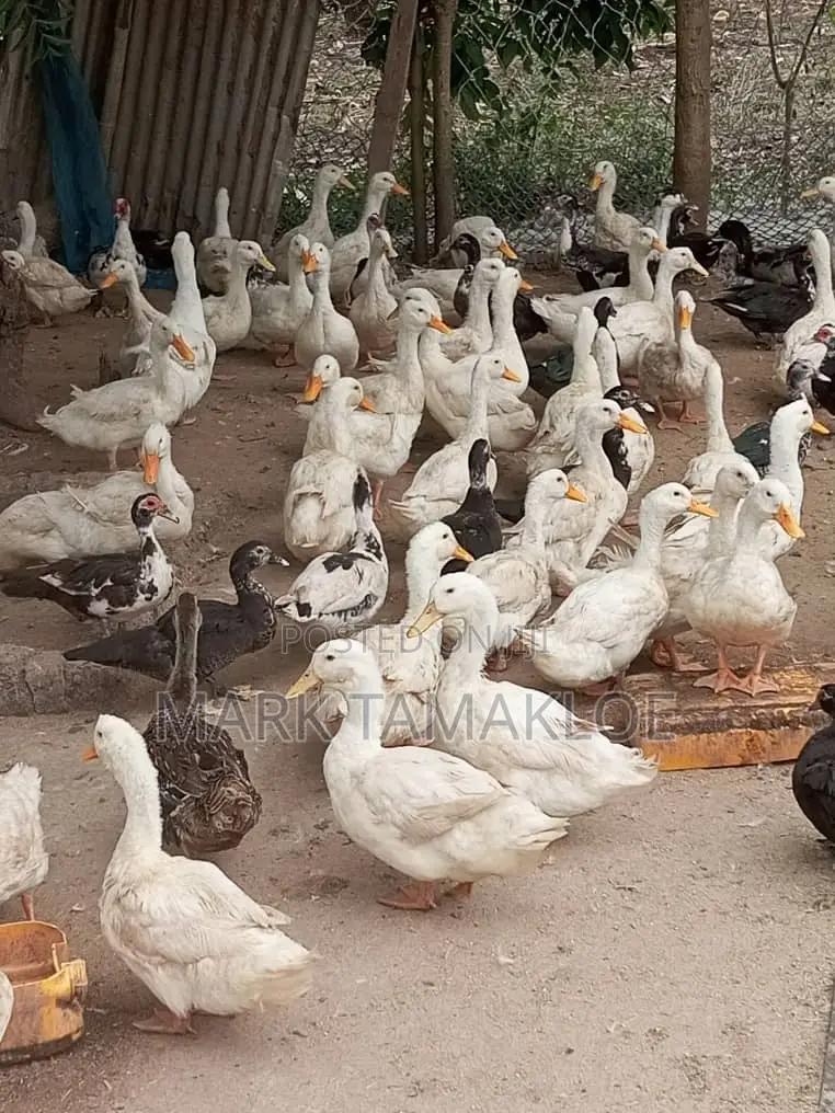 Mature Pekin/ Reoun/ Muscovy Ducks