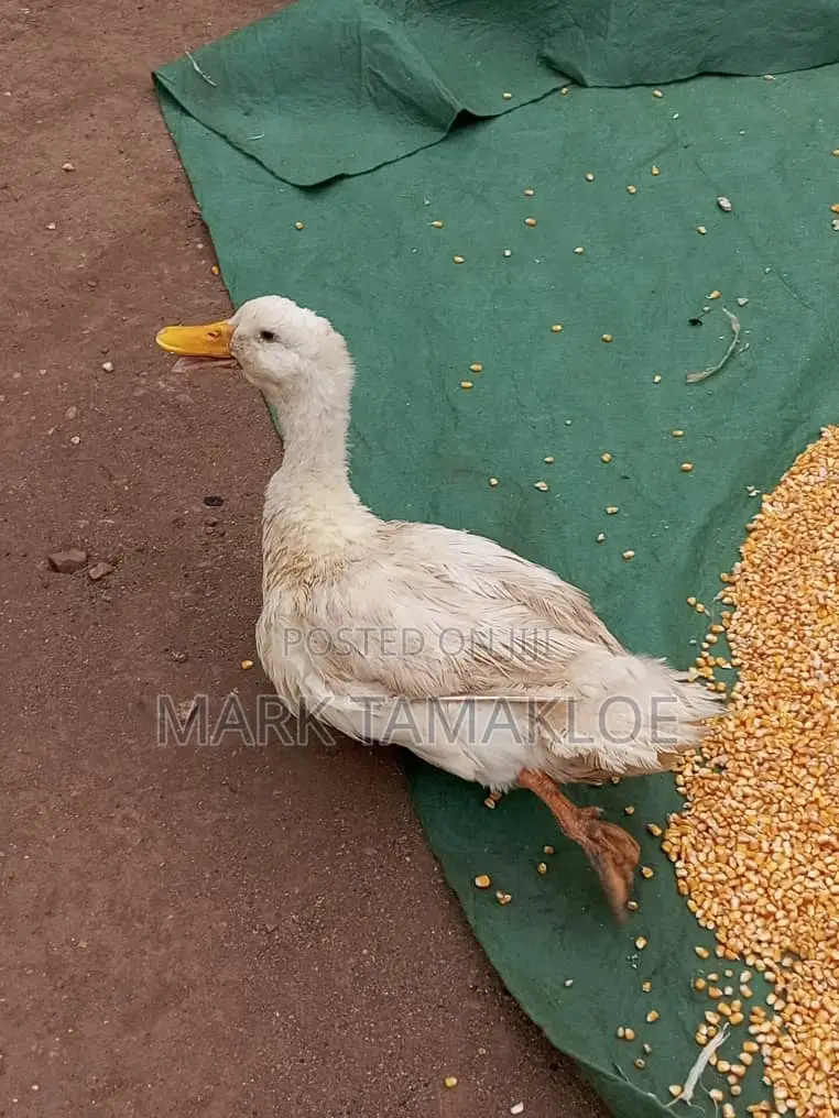 Mature Pekin/ Reoun/ Muscovy Ducks