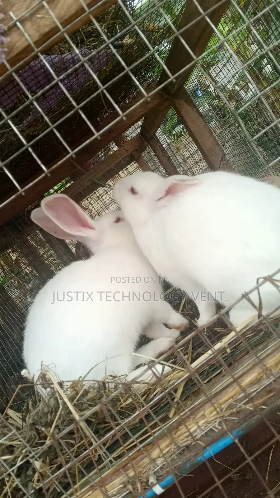 Rabbit Weaners (From Pure Breed Buck)