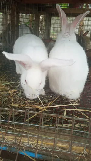 Rabbit Weaners (From Pure Breed Buck)