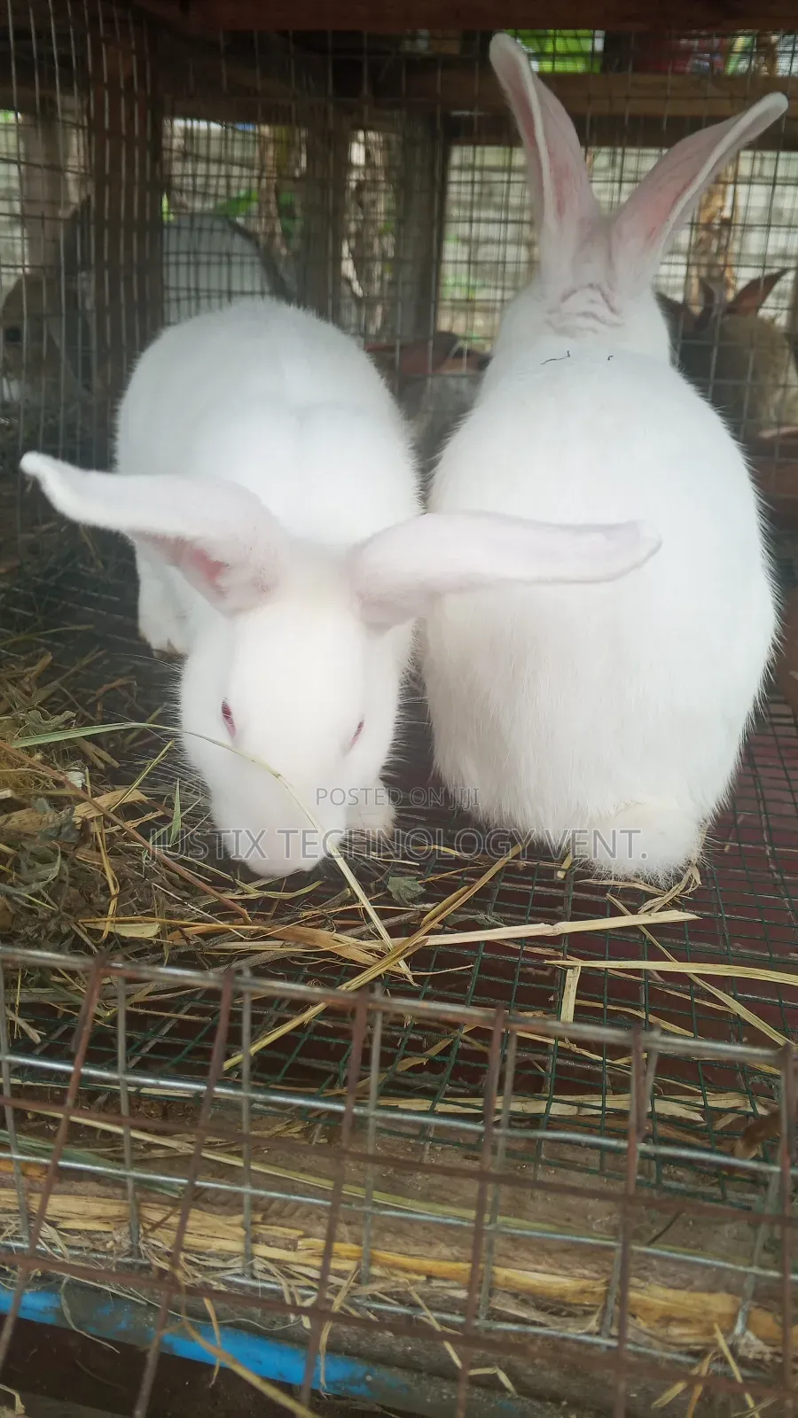 Rabbit Weaners (From Pure Breed Buck)