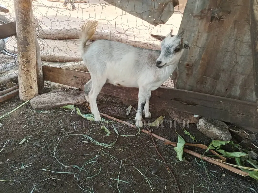 Female Health Goats