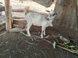 Female Health Goats