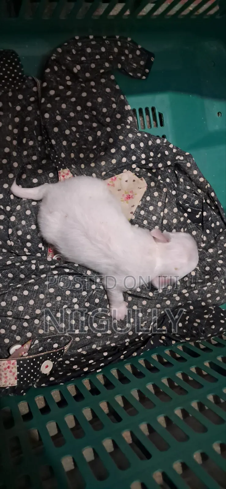 0-1 month Female Purebred Maltese