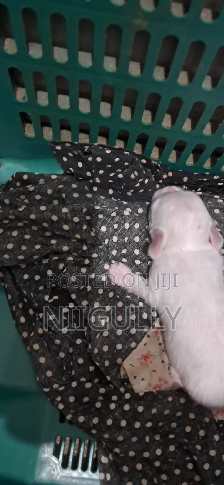 0-1 month Female Purebred Maltese