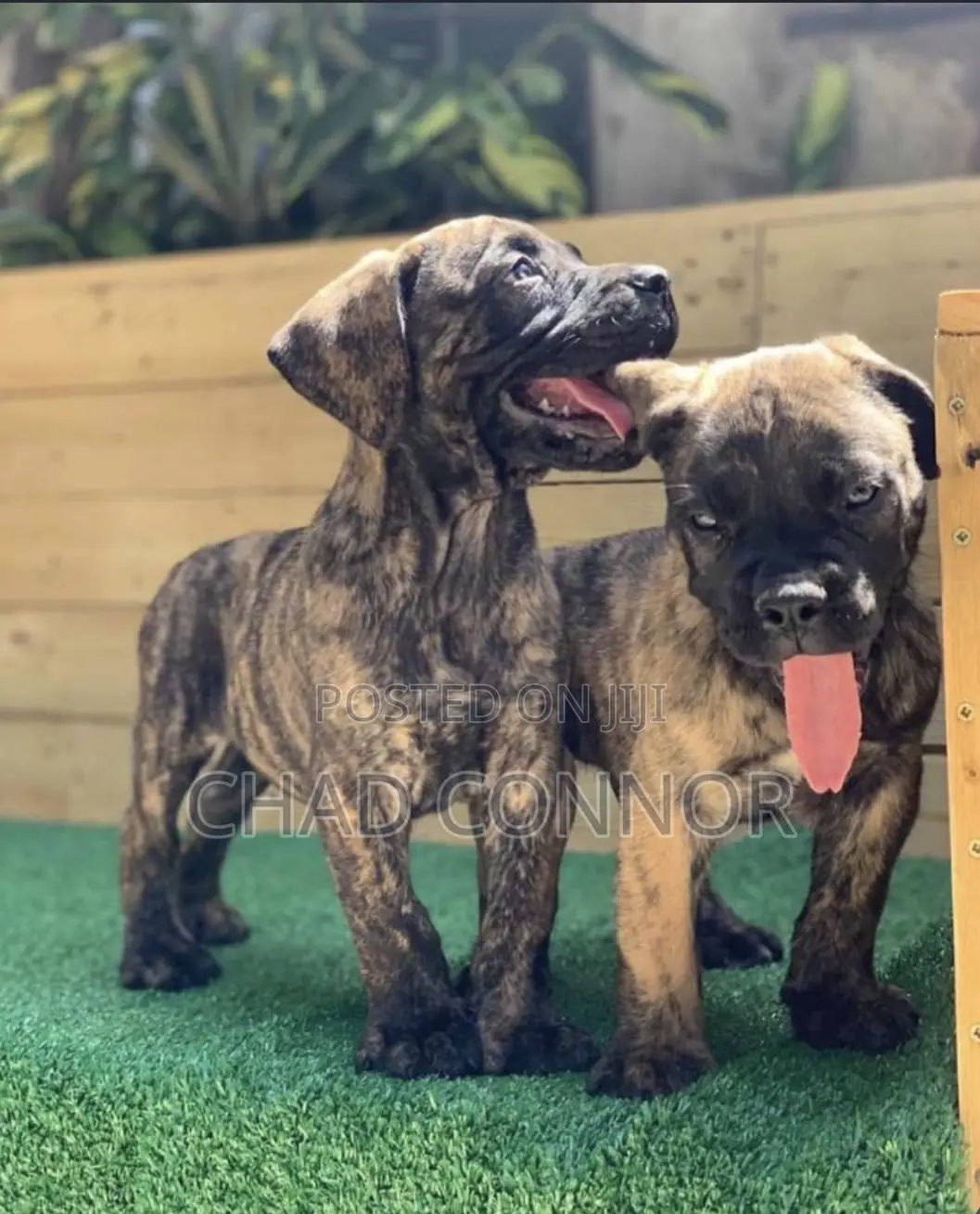 1-3 months Female Purebred Boerboel