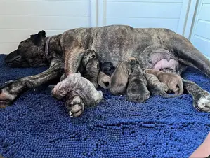 1-3 months Male Purebred Boerboel