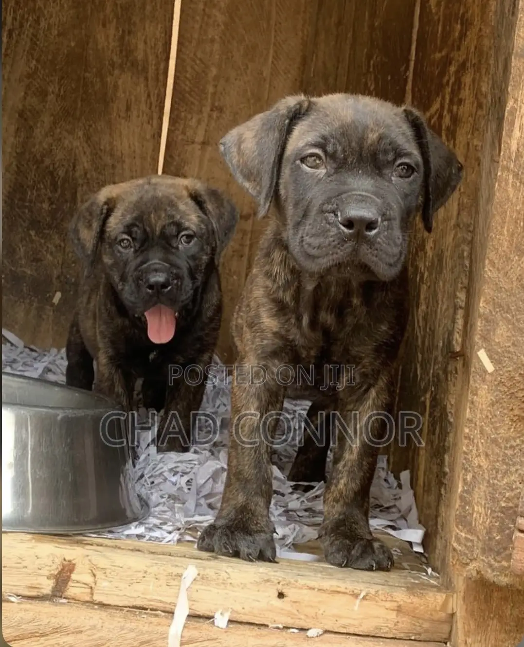 1-3 months Male Purebred Boerboel