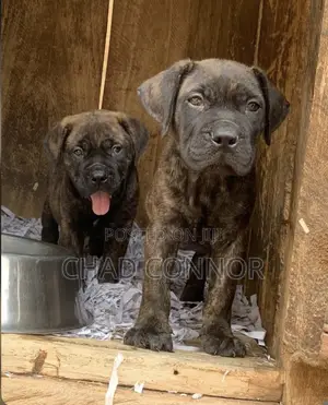 1-3 months Male Purebred Boerboel
