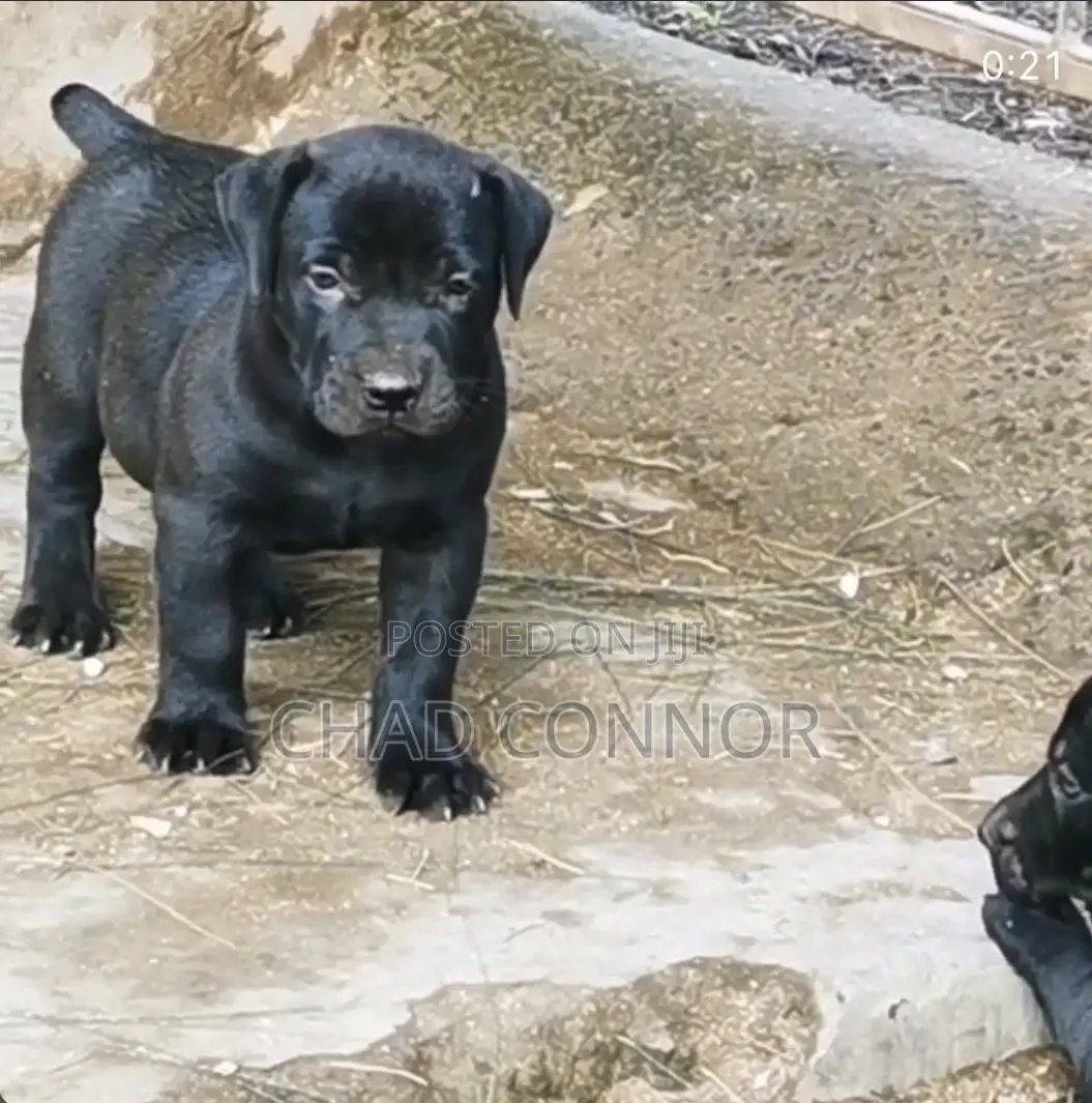 1-3 months Male Purebred Boerboel