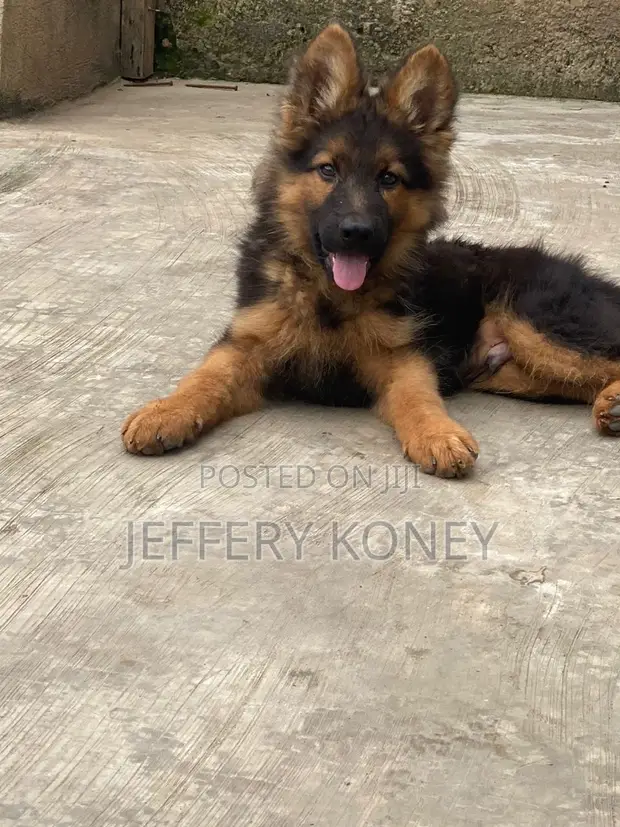 Shepherd Long Coat Buy Purebred German Shepherd Puppies 1-3 Months