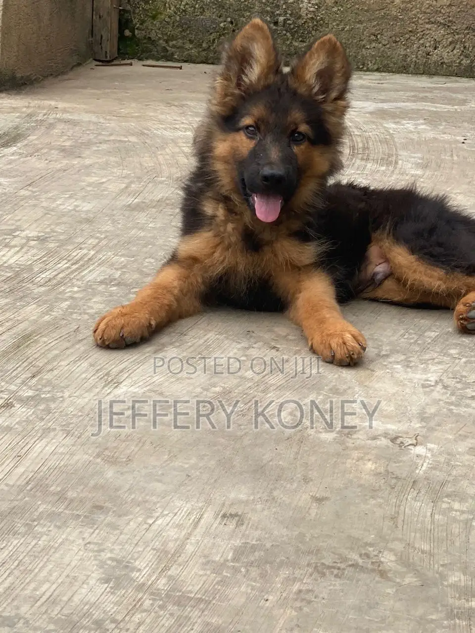 1-3 months Male Purebred German Shepherd