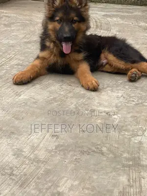 1-3 months Male Purebred German Shepherd
