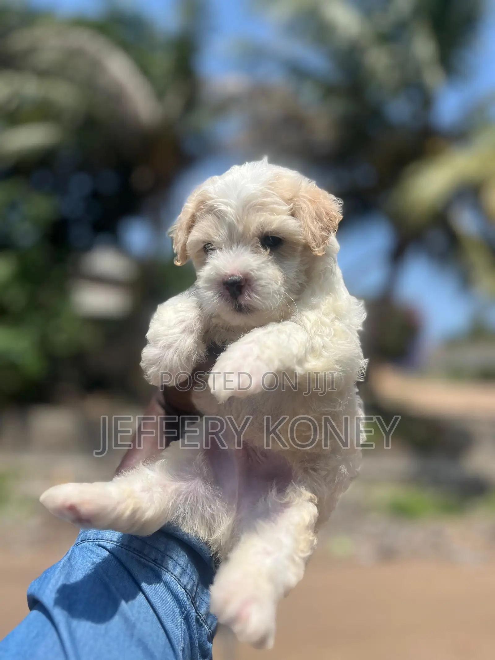 1-3 months Male Purebred Poodle