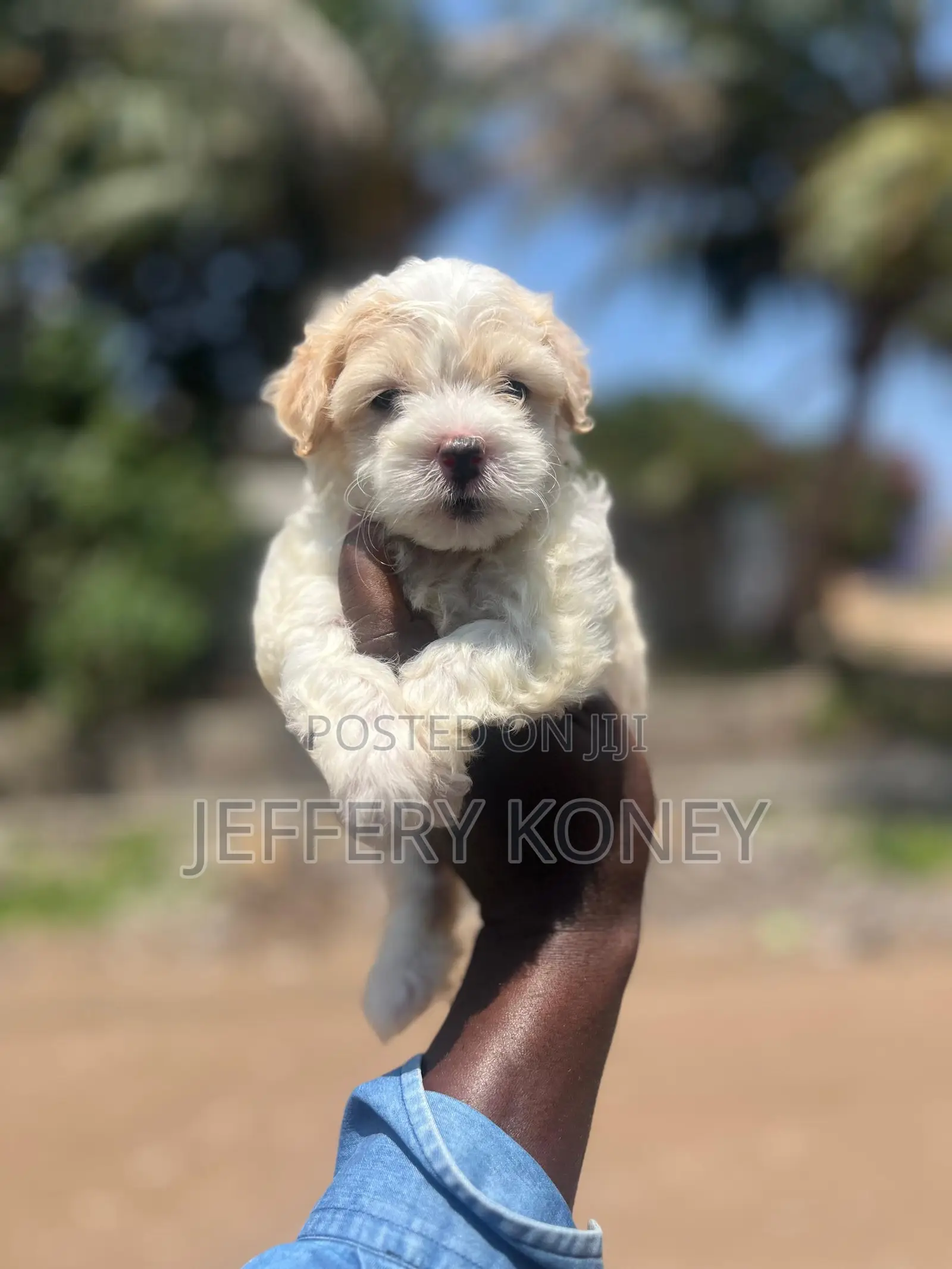 1-3 months Male Purebred Poodle