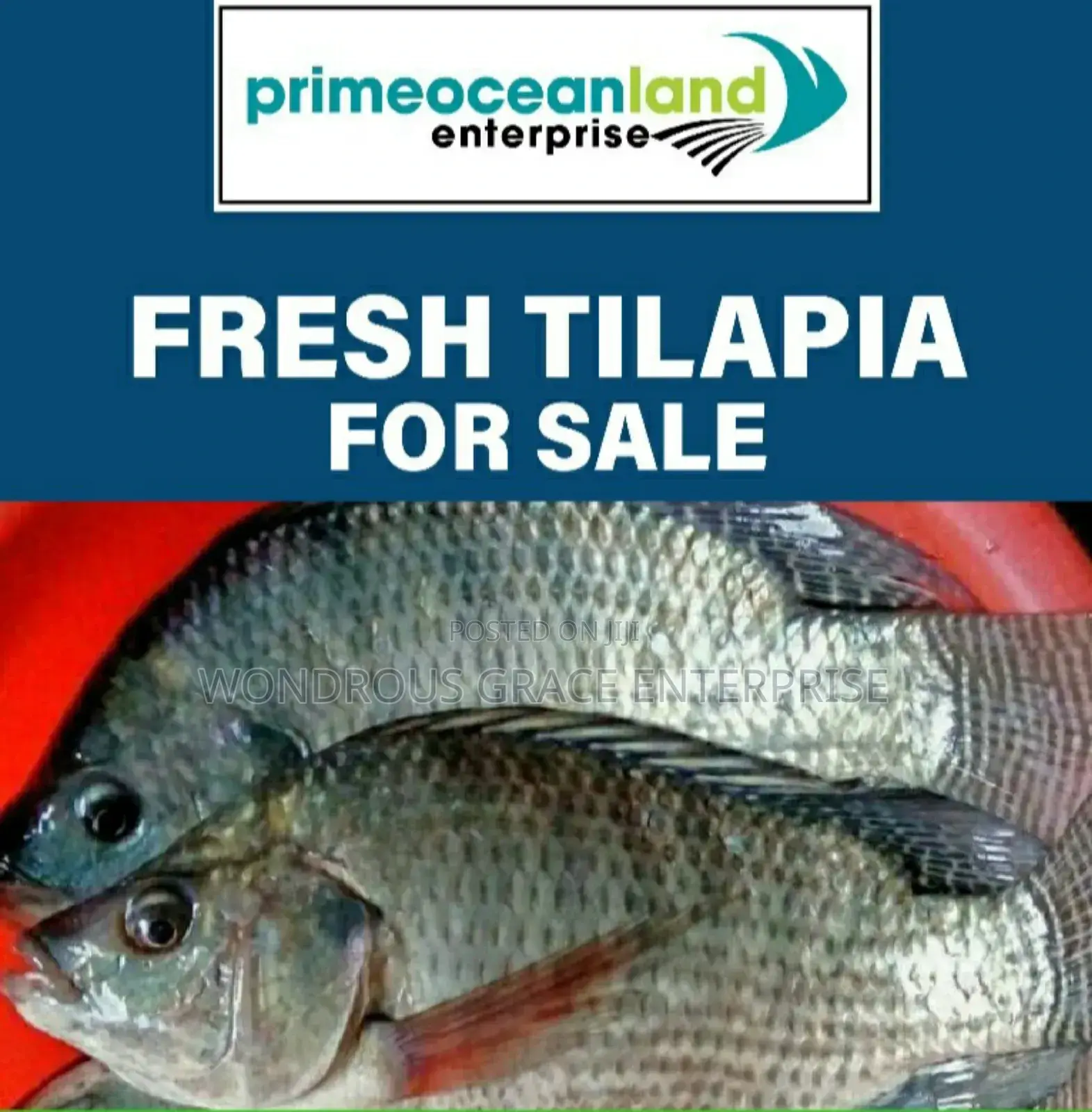 Volta Catch Tilapia