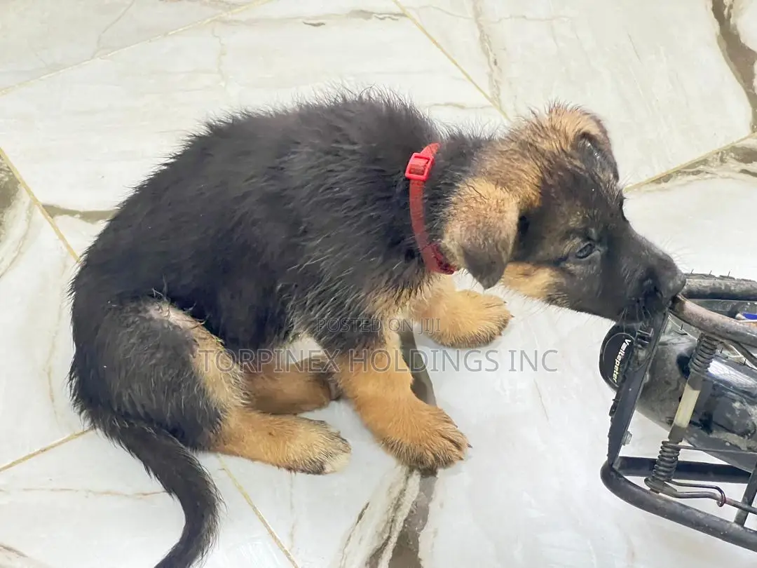 1-3 months Female Purebred German Shepherd
