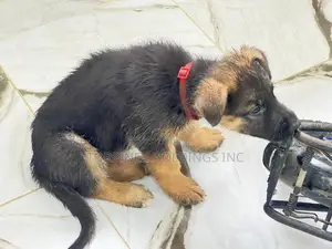 1-3 months Female Purebred German Shepherd