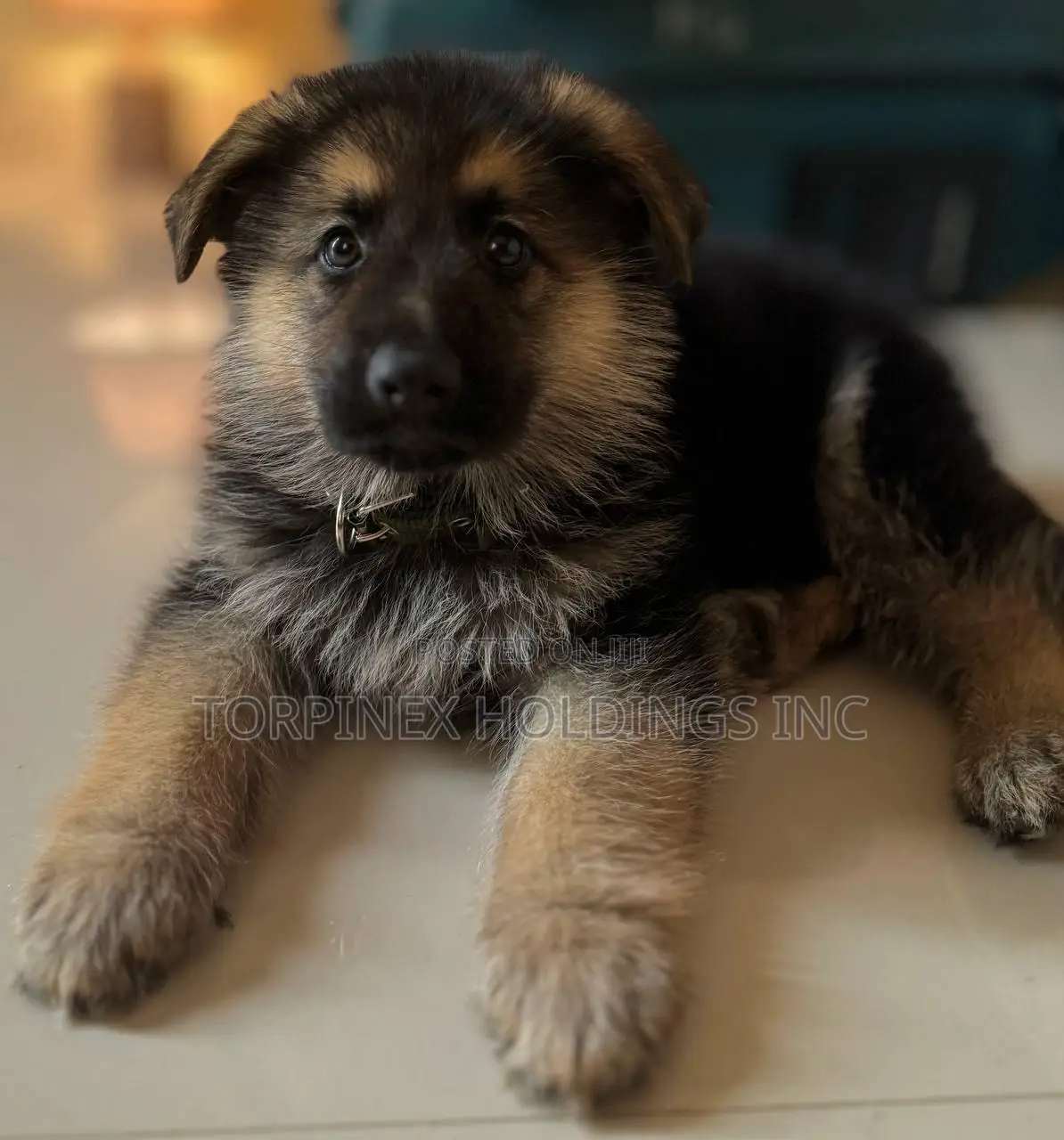 1-3 months Female Purebred German Shepherd