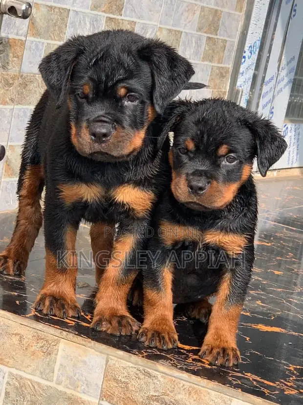 Cape Town Cheap Rottweiler Puppies For Sale Rottweiler For Sale In