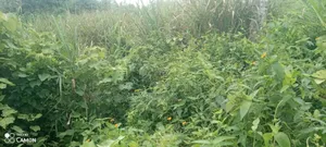 A Plot Fr Sale at Apowah