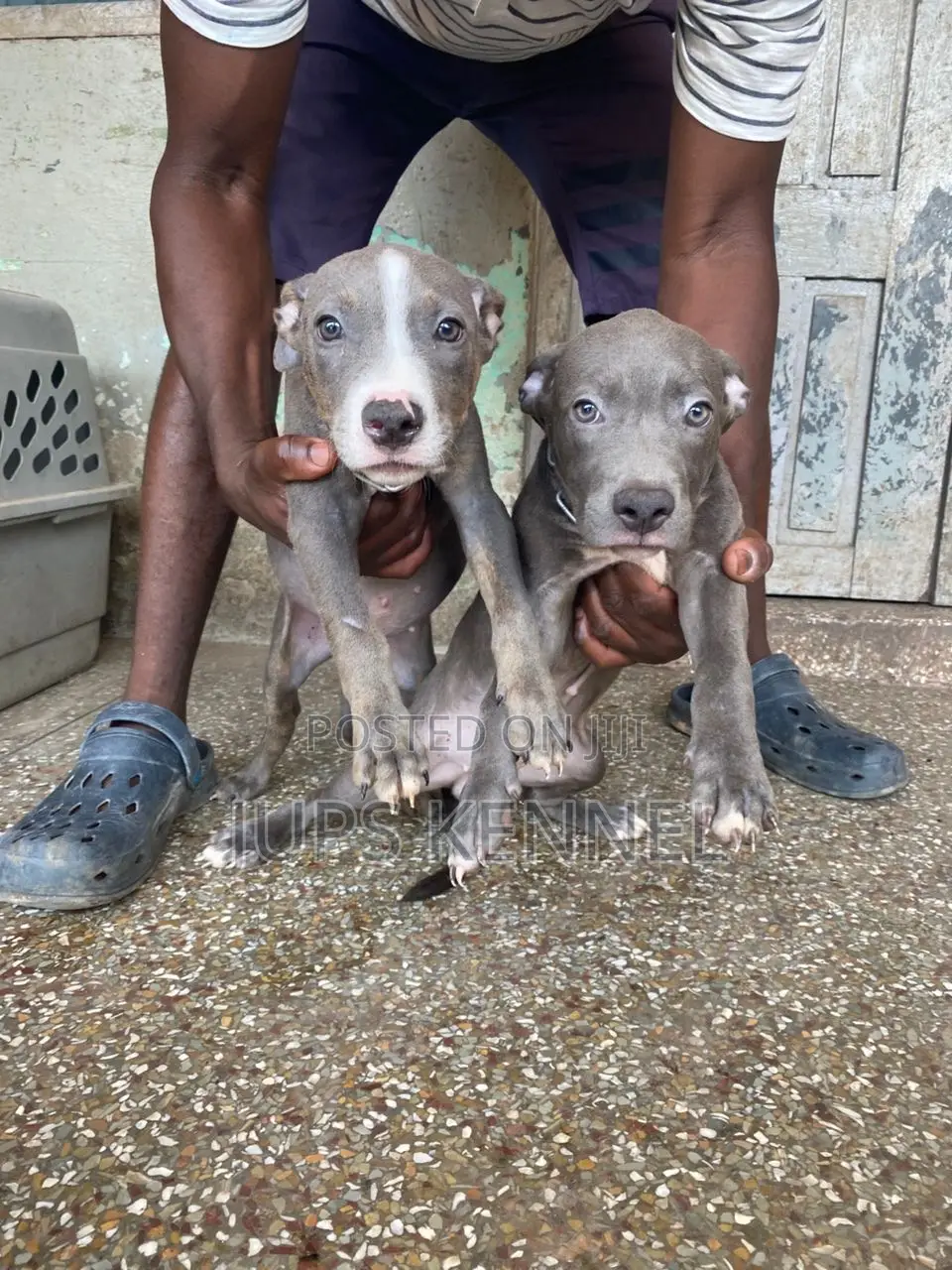 1-3 months Female Purebred American Pit Bull Terrier