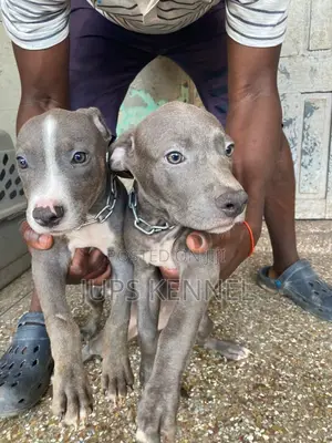 1-3 months Female Purebred American Pit Bull Terrier