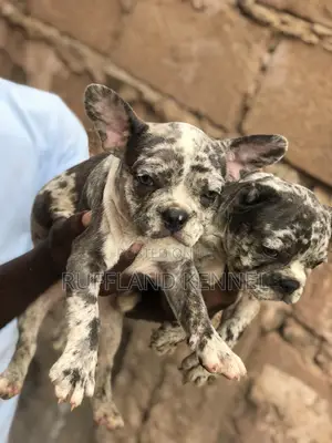 1-3 months Female Purebred French Bulldog