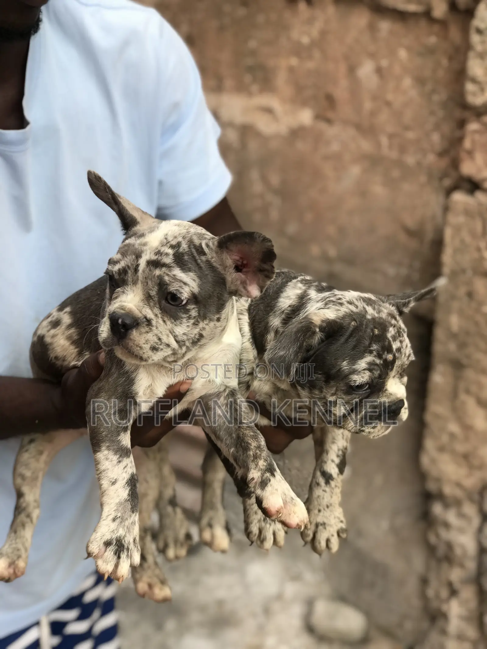 1-3 months Female Purebred French Bulldog