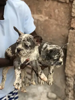 1-3 months Female Purebred French Bulldog