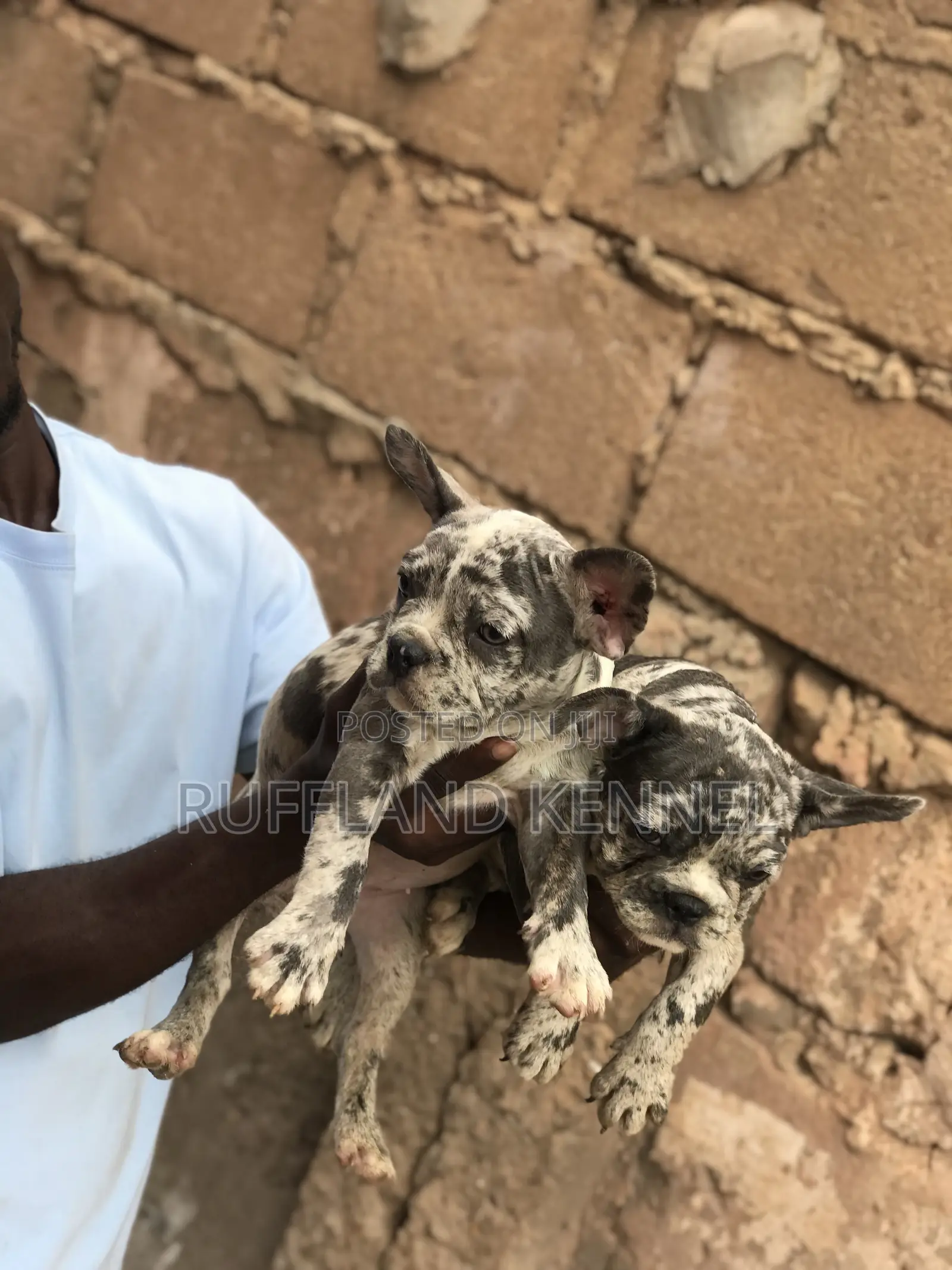 1-3 months Female Purebred French Bulldog