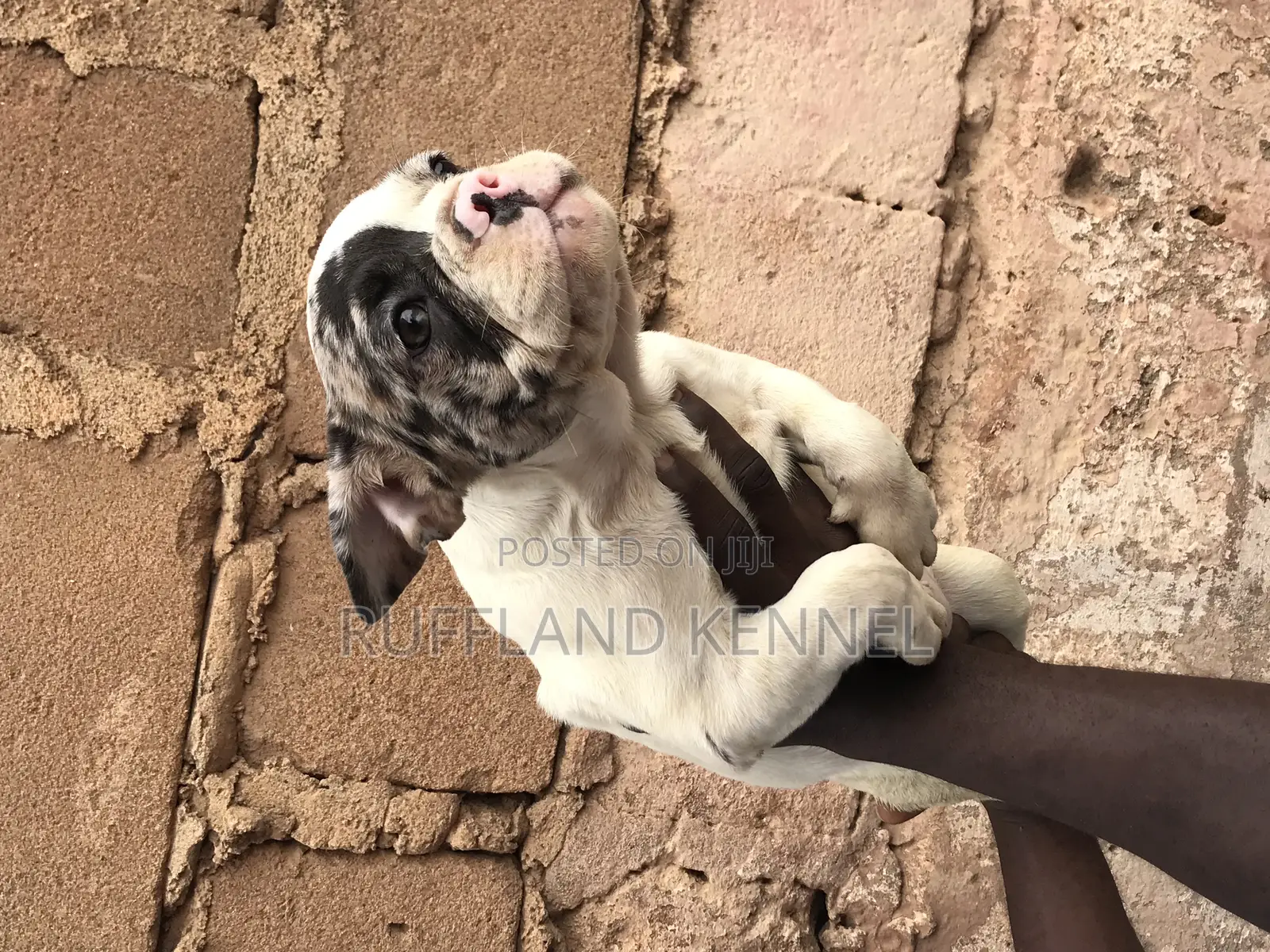 1-3 months Female Purebred French Bulldog