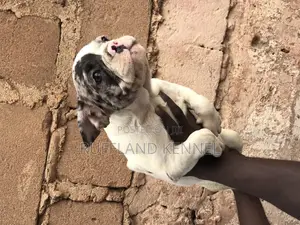 1-3 months Female Purebred French Bulldog