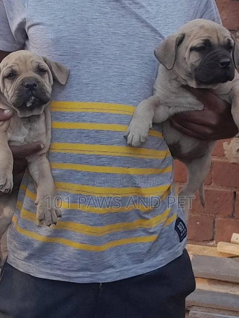 1-3 months Female Purebred Boerboel