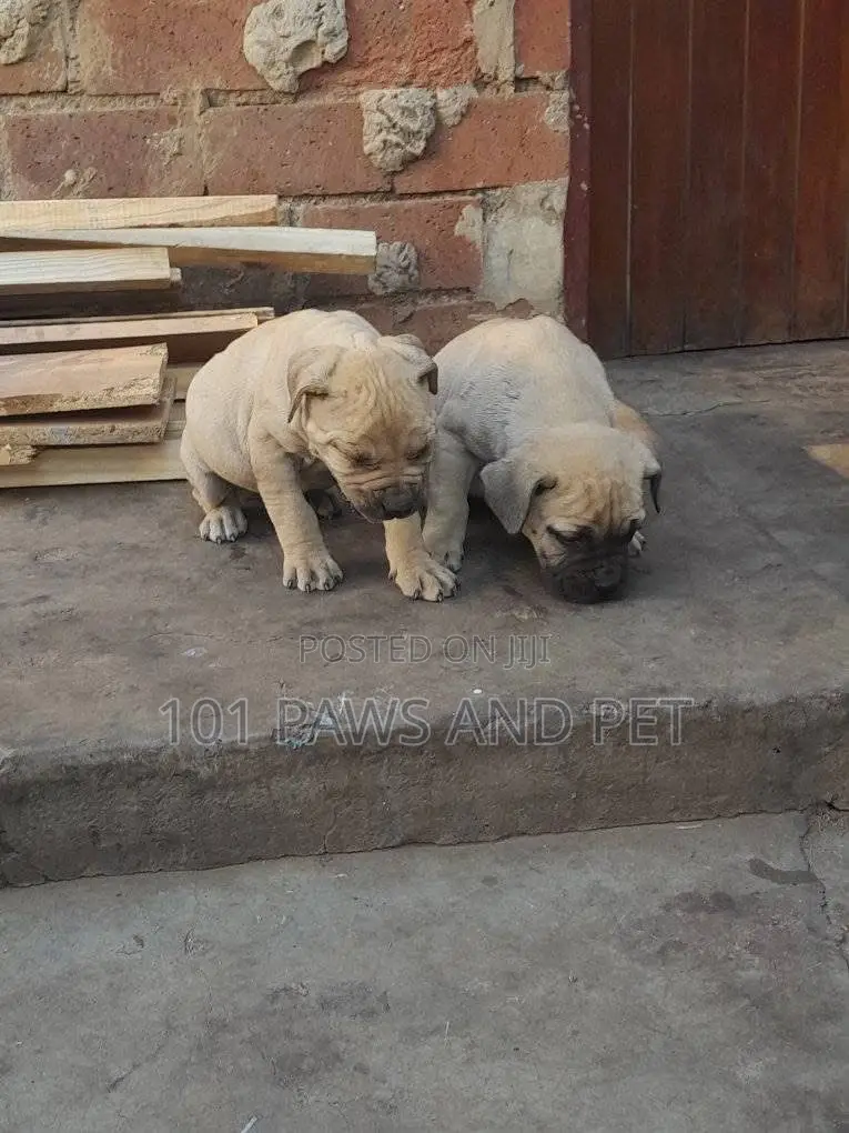 1-3 months Male Purebred Boerboel