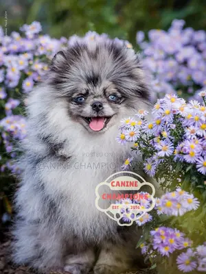 1-3 months Female Purebred Pomeranian