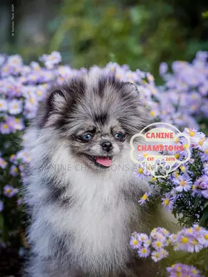 1-3 months Female Purebred Pomeranian
