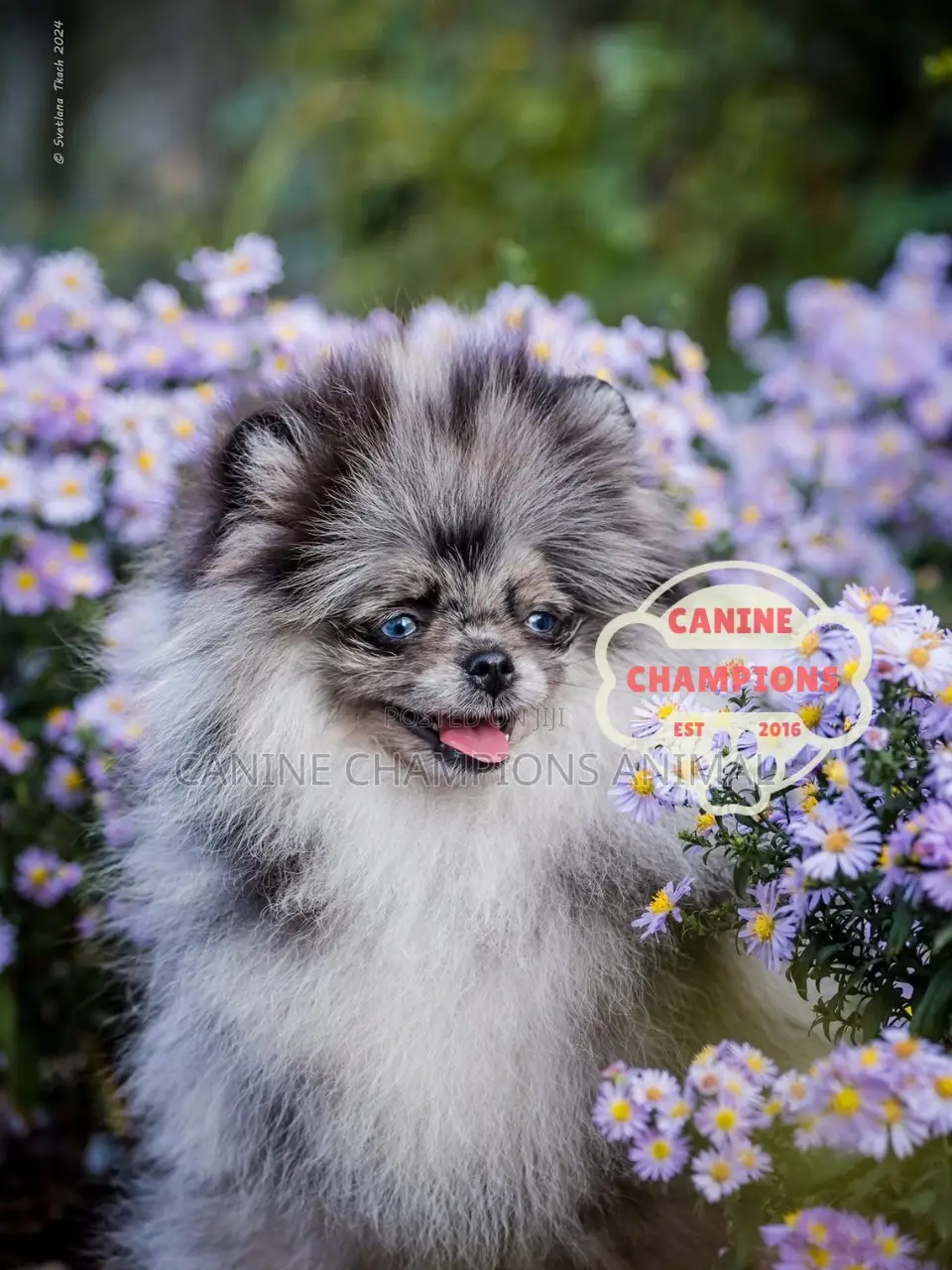 1-3 months Female Purebred Pomeranian