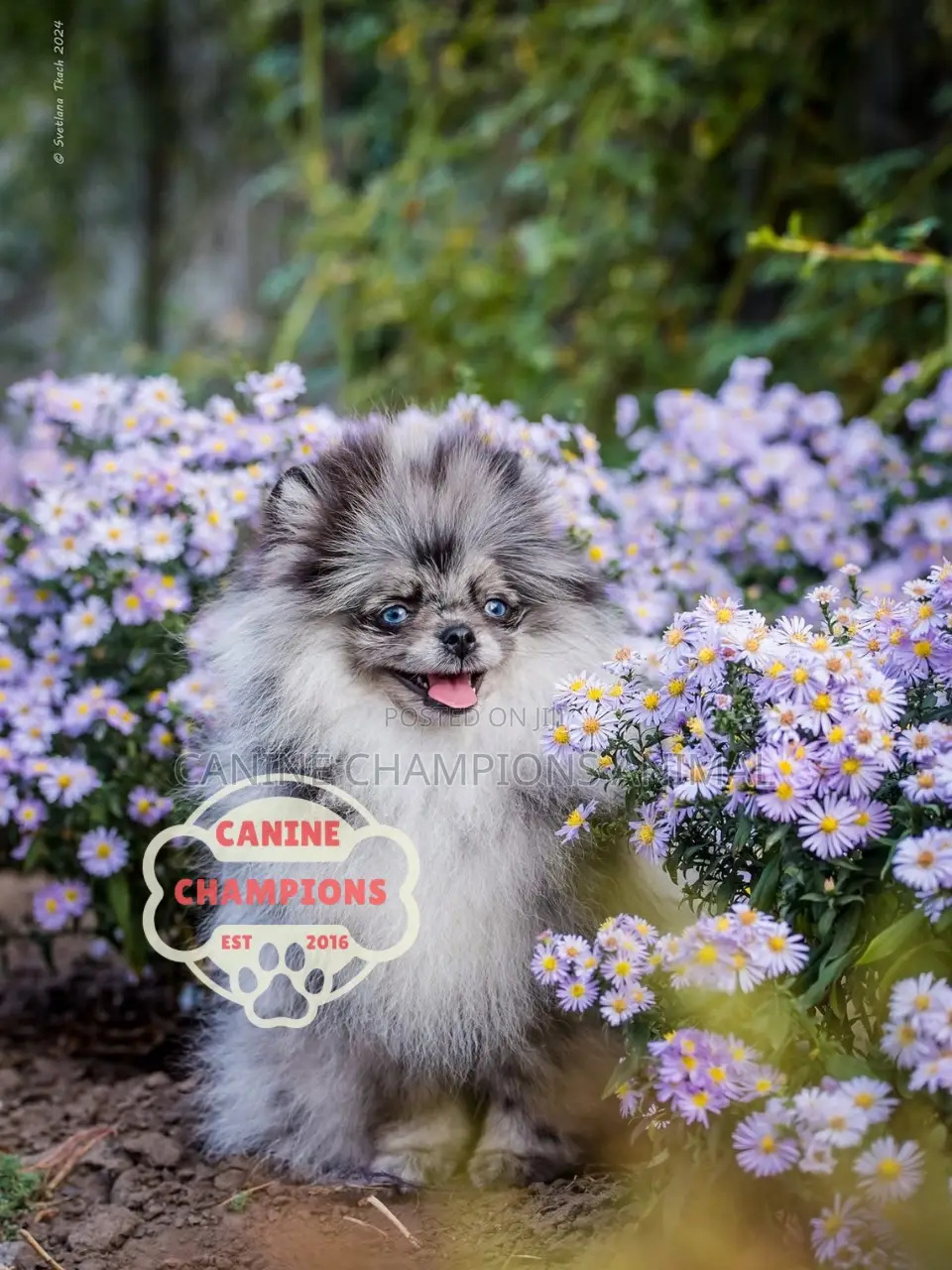 1-3 months Female Purebred Pomeranian