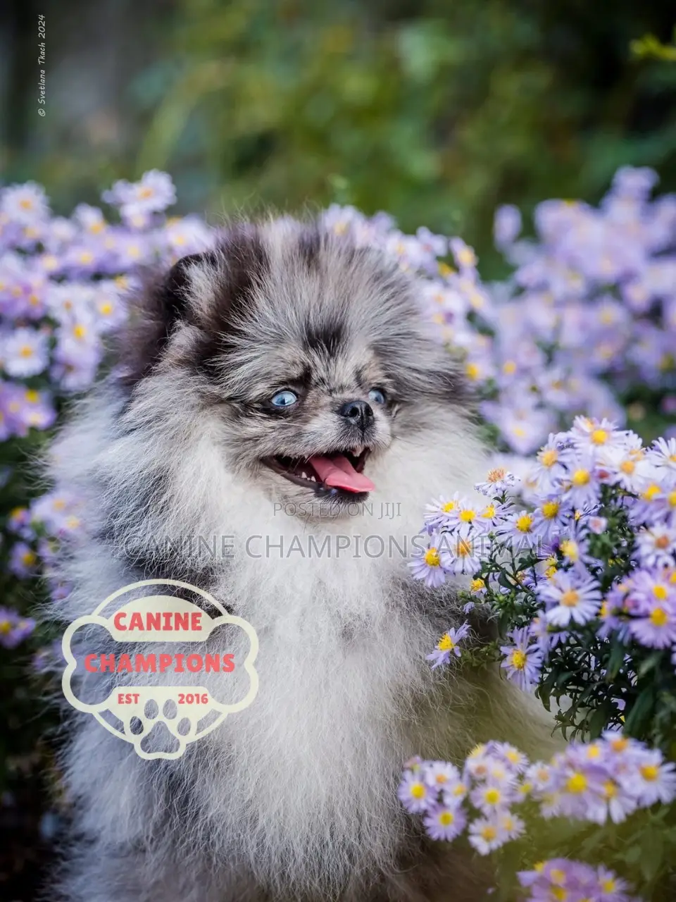 1-3 months Female Purebred Pomeranian