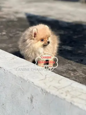 1-3 months Female Purebred Pomeranian