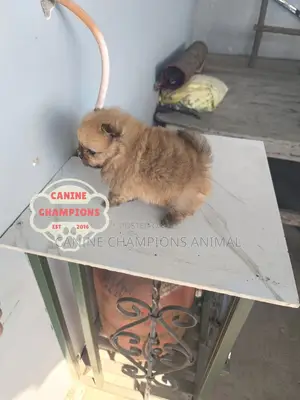 1-3 months Female Purebred Pomeranian